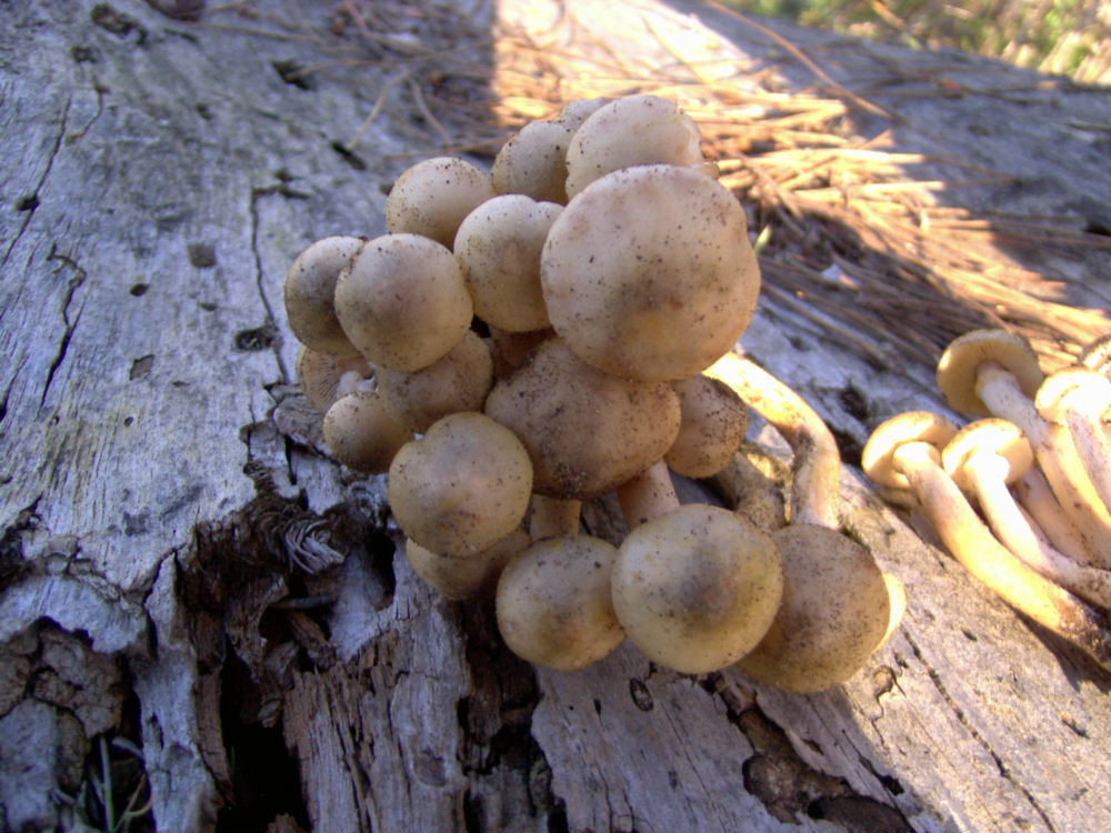 fungo da determinare